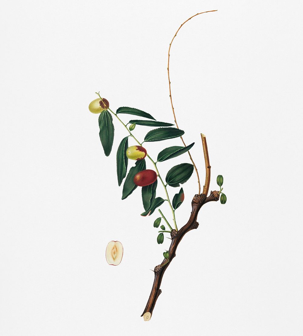 Jujube (Ziziphus vulgaris) from Pomona Italiana (1817 - 1839) by Giorgio Gallesio (1772-1839). Original from New York public…