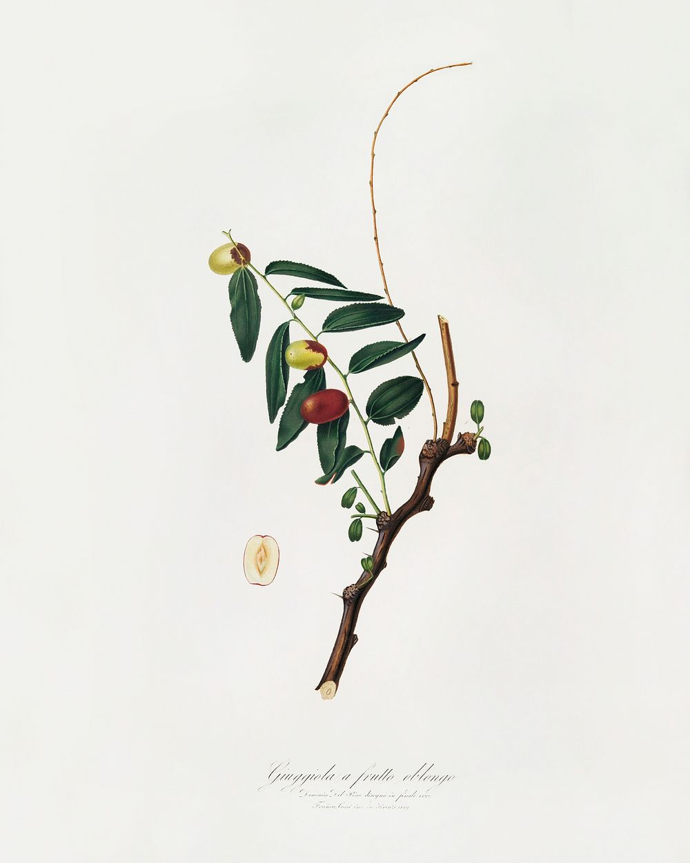 Jujube (Ziziphus vulgaris) from Pomona Italiana (1817 - 1839) by Giorgio Gallesio (1772-1839). Original from The New York…
