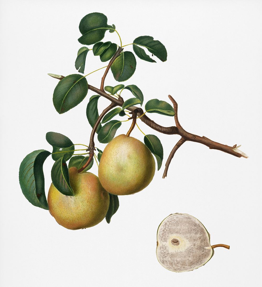Pear (Pyrus Butyra) from Pomona Italiana (1817 - 1839) by Giorgio Gallesio (1772-1839). Original from New York public…