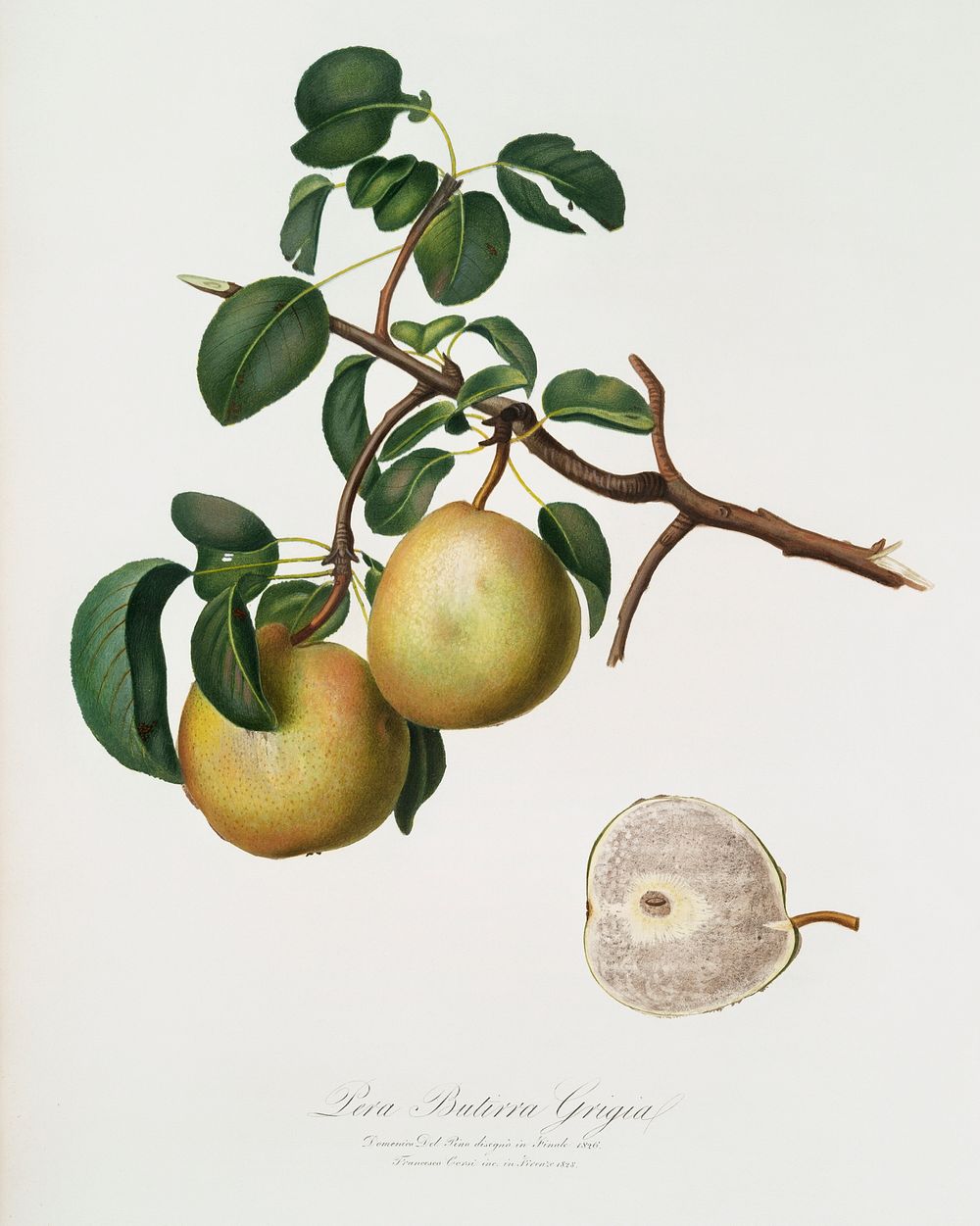 Pear (Pyrus Butyra) from Pomona Italiana (1817 - 1839) by Giorgio Gallesio (1772-1839). Original from The New York Public…