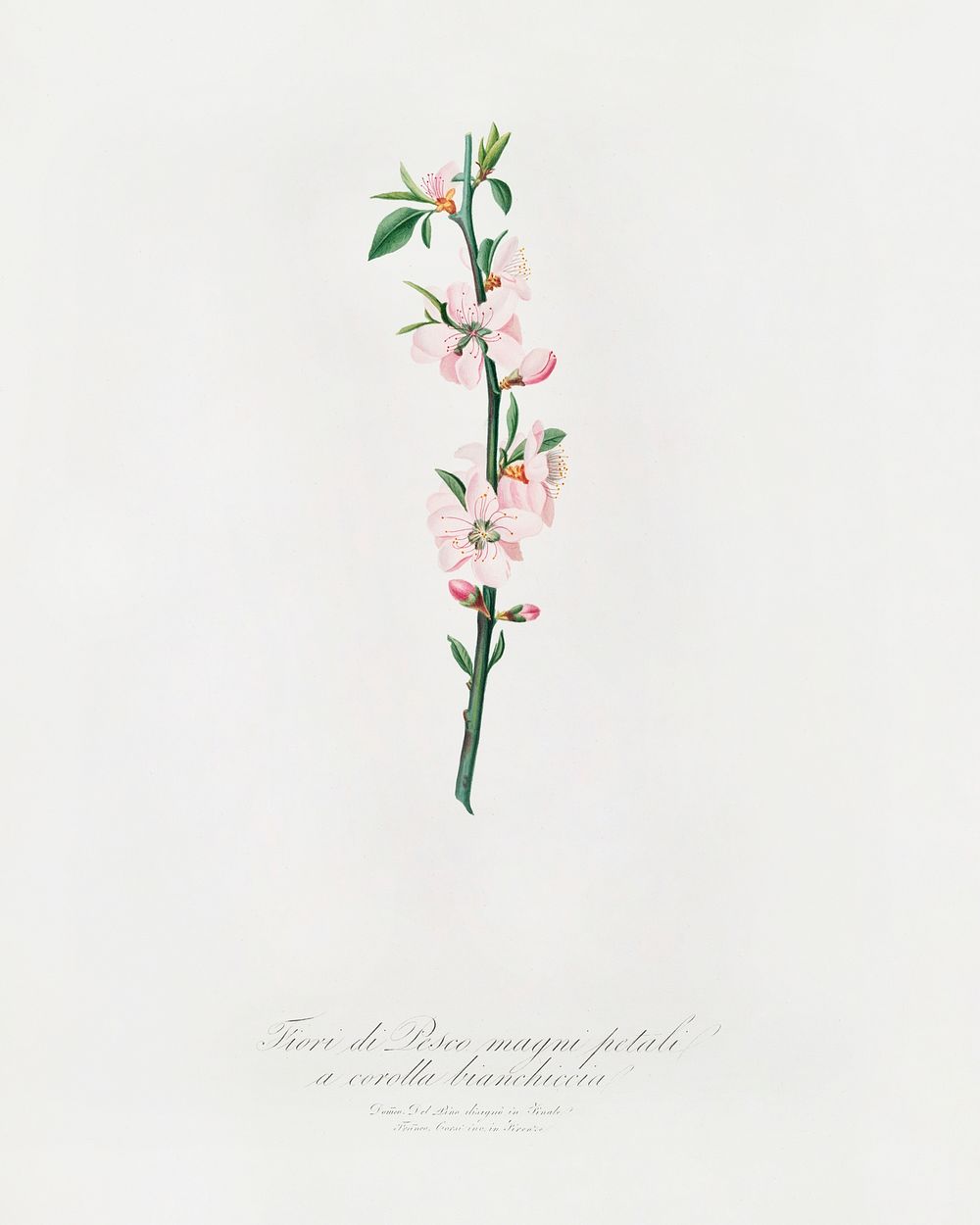 Peach Flower (Prunus persica) from Pomona Italiana (1817 - 1839) by Giorgio Gallesio (1772-1839). Original from The New York…