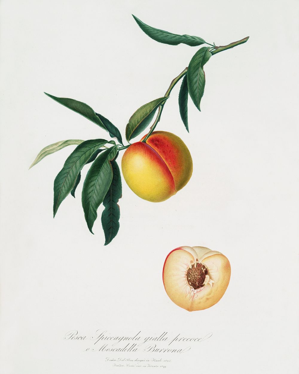 Peach (Persica julodermis) from Pomona Italiana (1817 - 1839) by Giorgio Gallesio (1772-1839). Original from The New York…