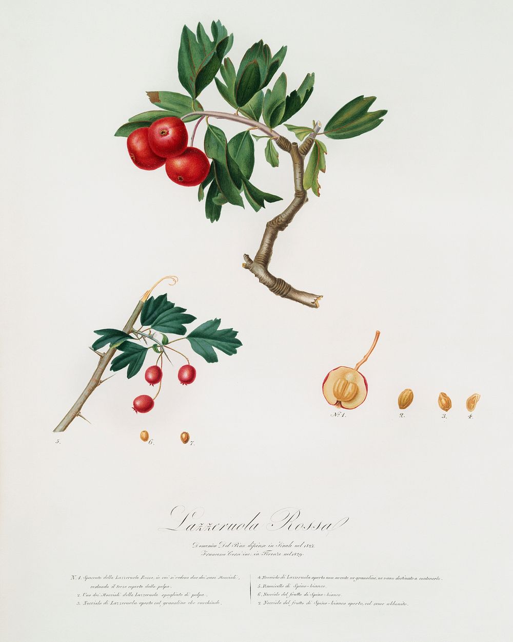 Red thorn-apple (Crataegus poliossea sterilis) from Pomona Italiana (1817 - 1839) by Giorgio Gallesio (1772-1839). Original…