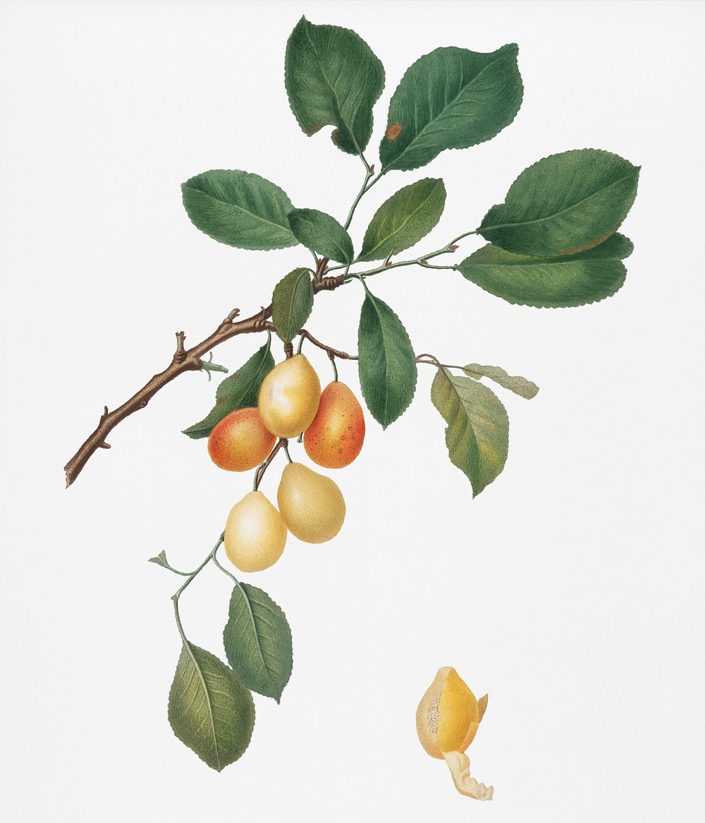 Cherry (Prunus Damascena) from Pomona Italiana (1817 - 1839) by Giorgio Gallesio (1772-1839). Original from New York public…