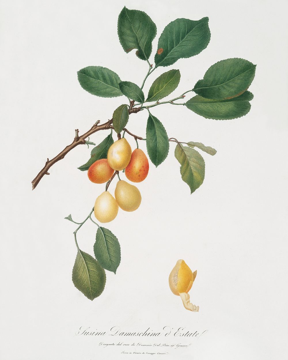 Cherry (Prunus Damascena) from Pomona Italiana (1817 - 1839) by Giorgio Gallesio (1772-1839). Original from The New York…