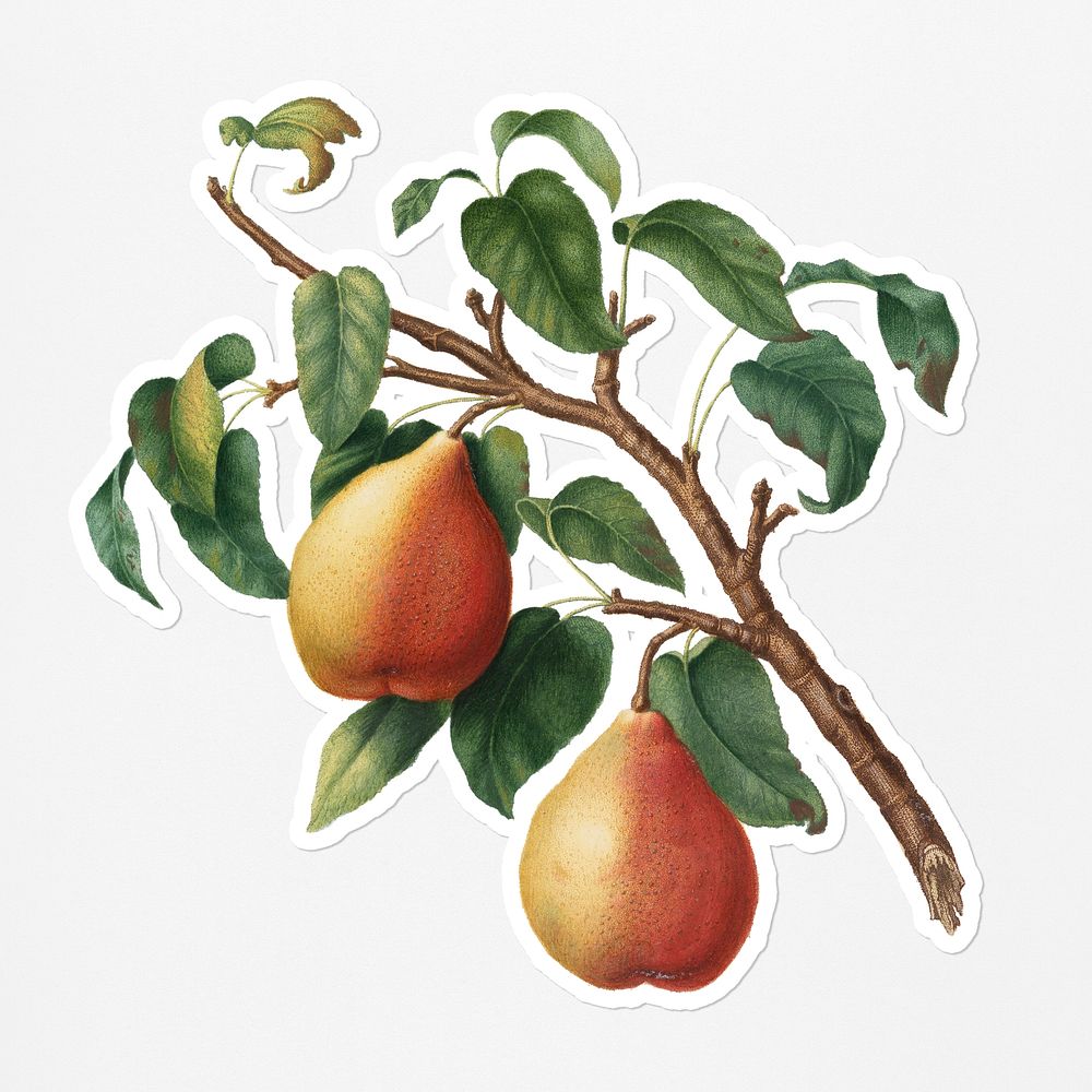 Hand drawn wild pear fruit sticker with a white border