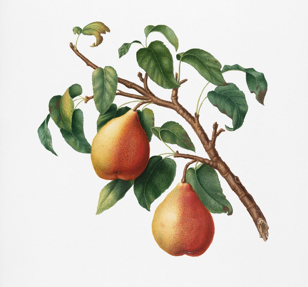 Wild European Pear (Pyrus pyraster) from Pomona Italiana (1817 - 1839) by Giorgio Gallesio (1772-1839). Original from New…