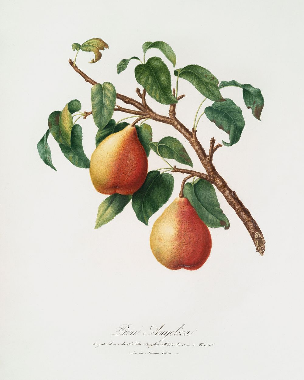Wild European Pear (Pyrus pyraster) from Pomona Italiana (1817 - 1839) by Giorgio Gallesio (1772-1839). Original from The…