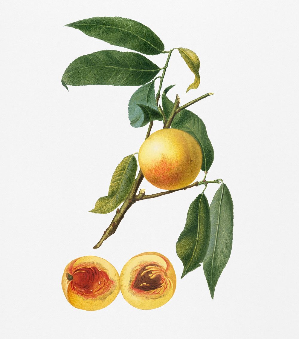 Peach (Prunus persica) from Pomona Italiana (1817 - 1839) by Giorgio Gallesio (1772-1839). Original from New York public…