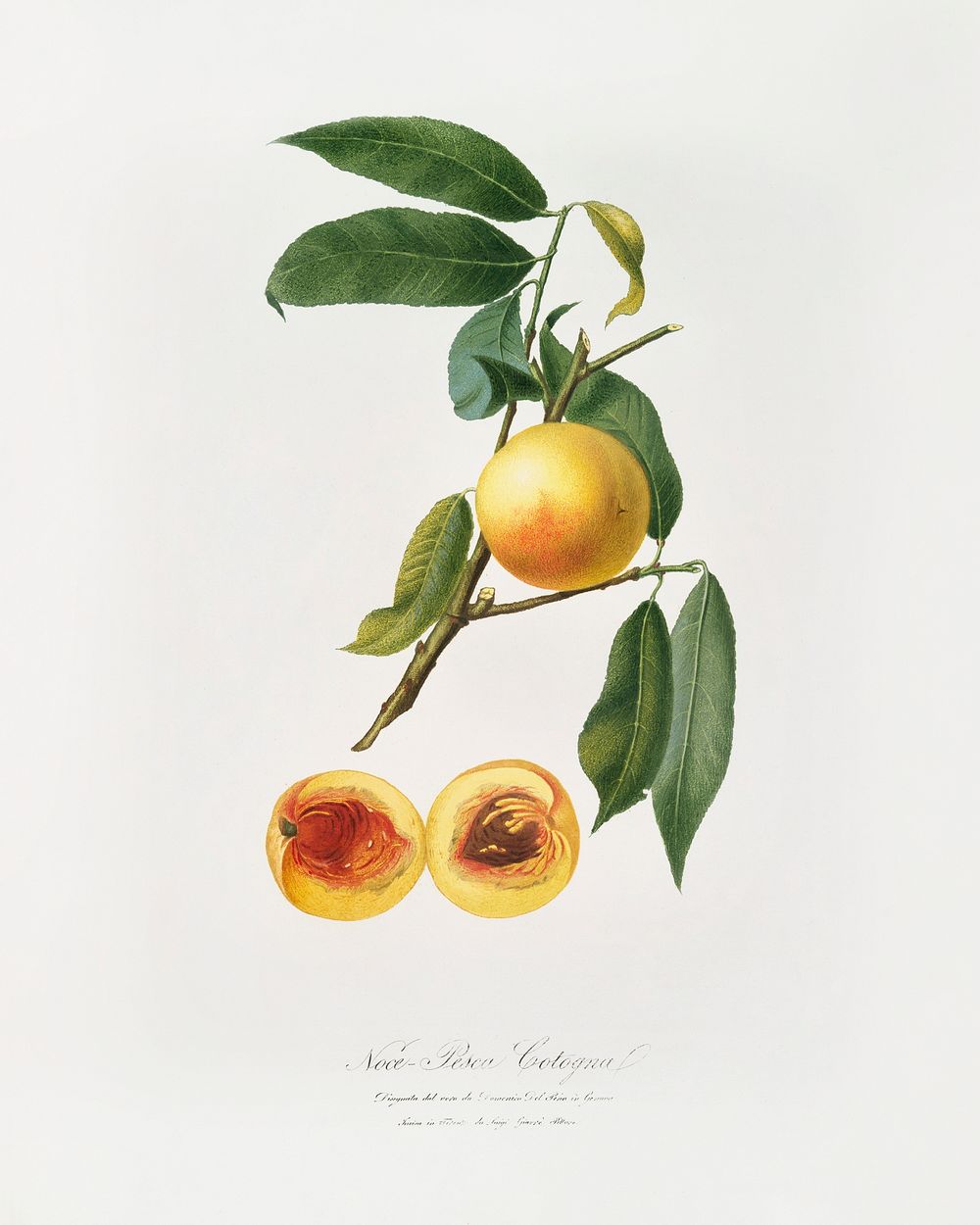 Peach (Prunus persica) from Pomona Italiana (1817 - 1839) by Giorgio Gallesio (1772-1839). Original from The New York Public…