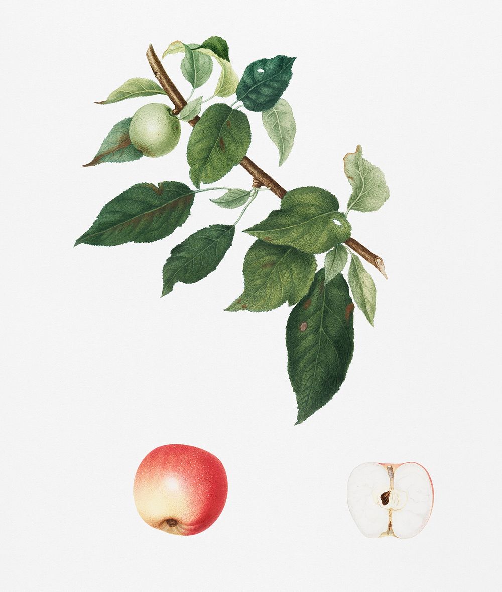 Apple (Malus pumila) from Pomona Italiana (1817 - 1839) by Giorgio Gallesio (1772-1839). Original from New York public…