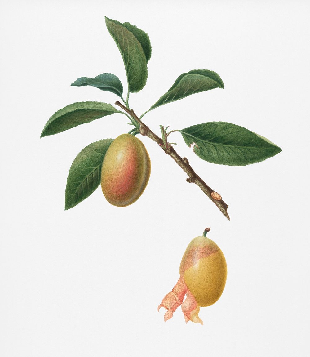Armenian plum (Prunus armeniaca) from Pomona Italiana (1817 - 1839) by Giorgio Gallesio (1772-1839). Original from New York…