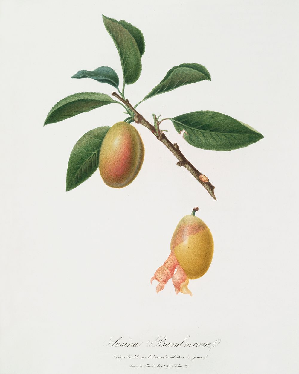 Armenian plum (Prunus armeniaca) from Pomona Italiana (1817 - 1839) by Giorgio Gallesio (1772-1839). Original from The New…