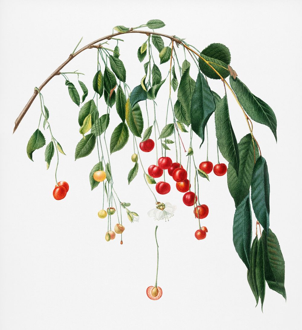 Visciola Cherries (Cerasus visciola) from Pomona Italiana (1817 - 1839) by Giorgio Gallesio (1772-1839). Original from New…