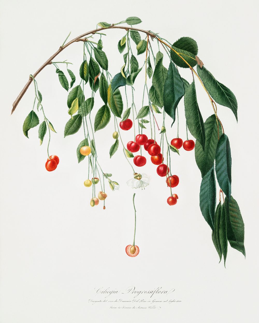 Visciola Cherries (Cerasus visciola) from Pomona Italiana (1817 - 1839) by Giorgio Gallesio (1772-1839). Original from The…