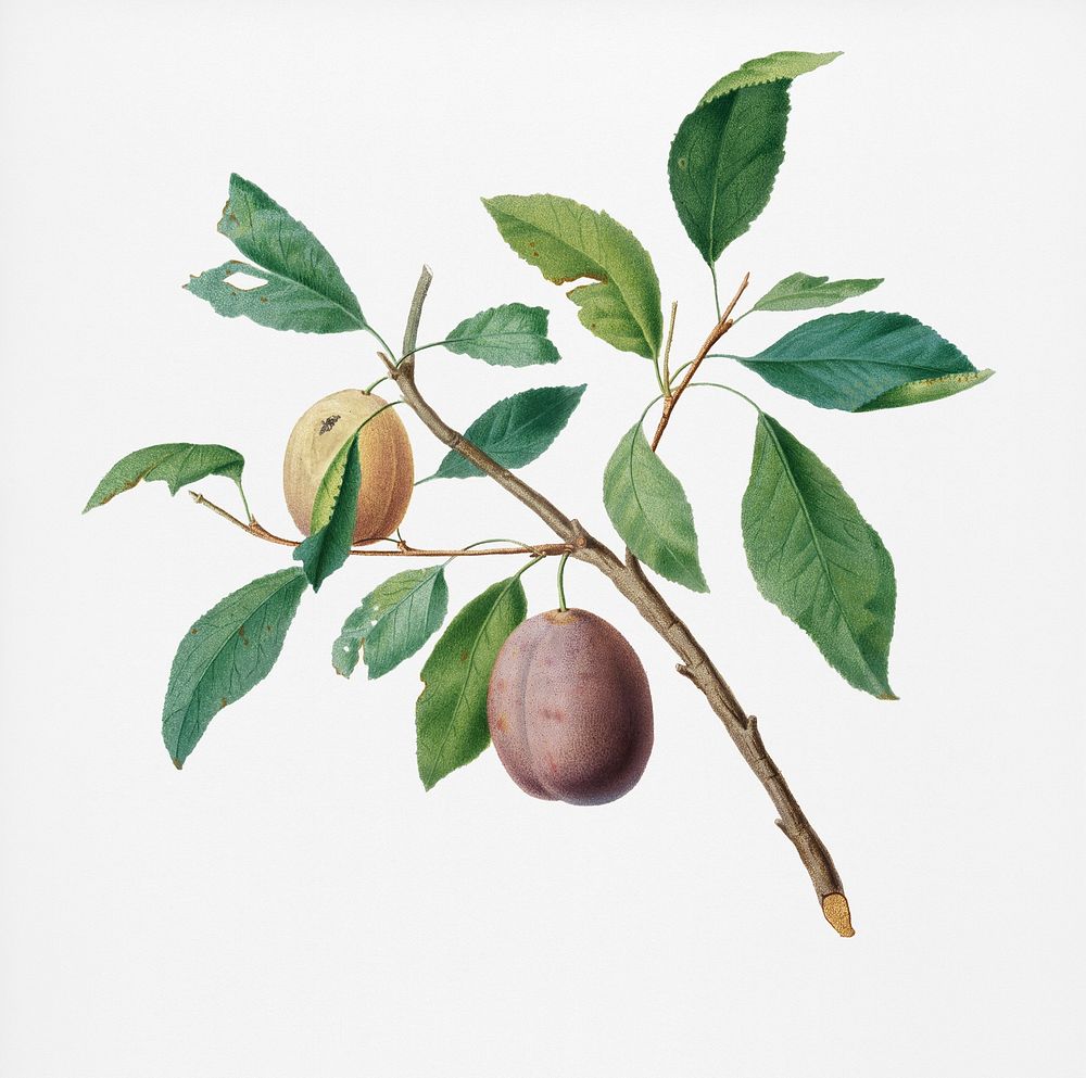 Spanish plums (Prunus Catalanica) from Pomona Italiana (1817 - 1839) by Giorgio Gallesio (1772-1839). Original from New York…