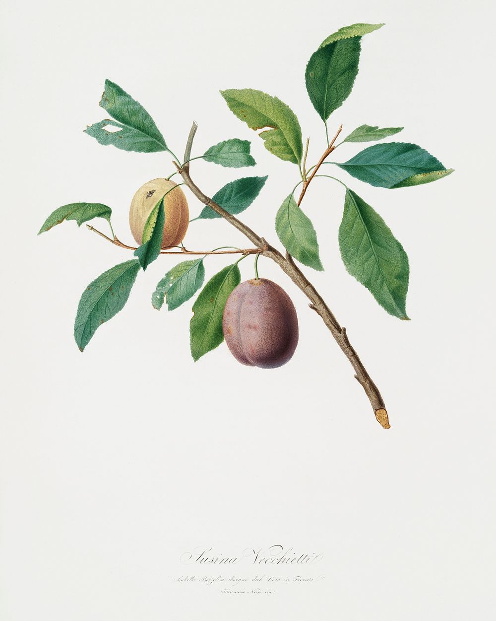 Spanish plums (Prunus Catalanica) from Pomona Italiana (1817 - 1839) by Giorgio Gallesio (1772-1839). Original from The New…