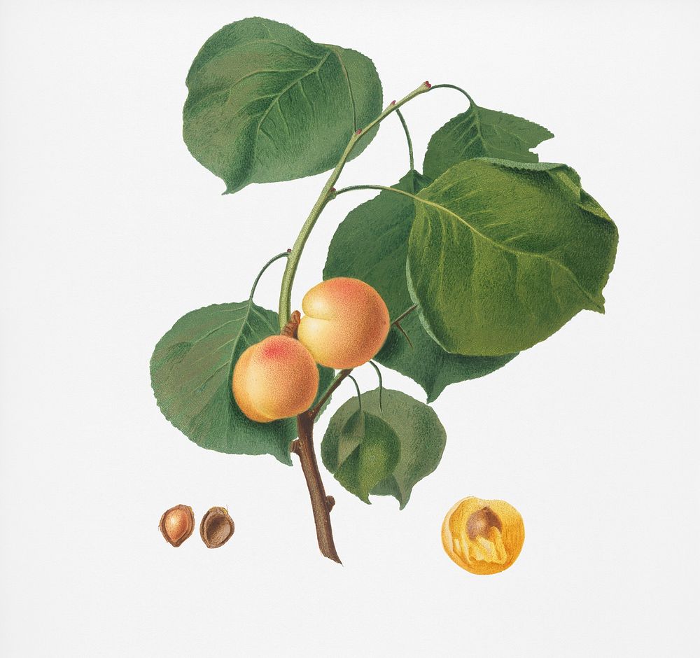 Yellow apricot (Prunus armeniaca) from Pomona Italiana (1817 - 1839) by Giorgio Gallesio (1772-1839). Original from New York…