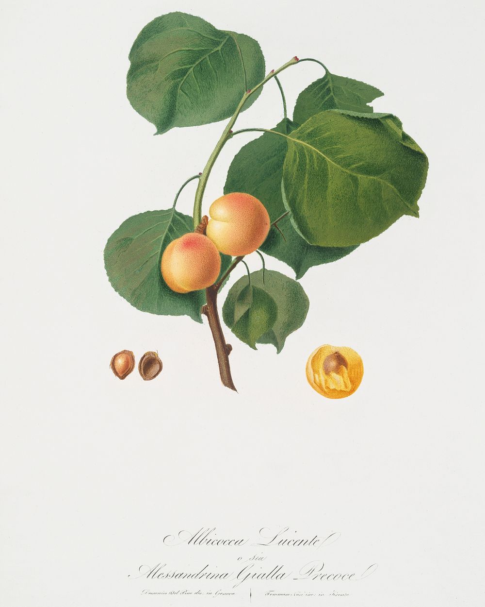 Yellow apricot (Prunus armeniaca) from Pomona Italiana (1817 - 1839) by Giorgio Gallesio (1772-1839). Original from The New…