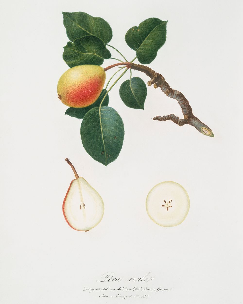 Pear (Pyrus regalis) from Pomona Italiana (1817 - 1839) by Giorgio Gallesio (1772-1839). Original from The New York Public…