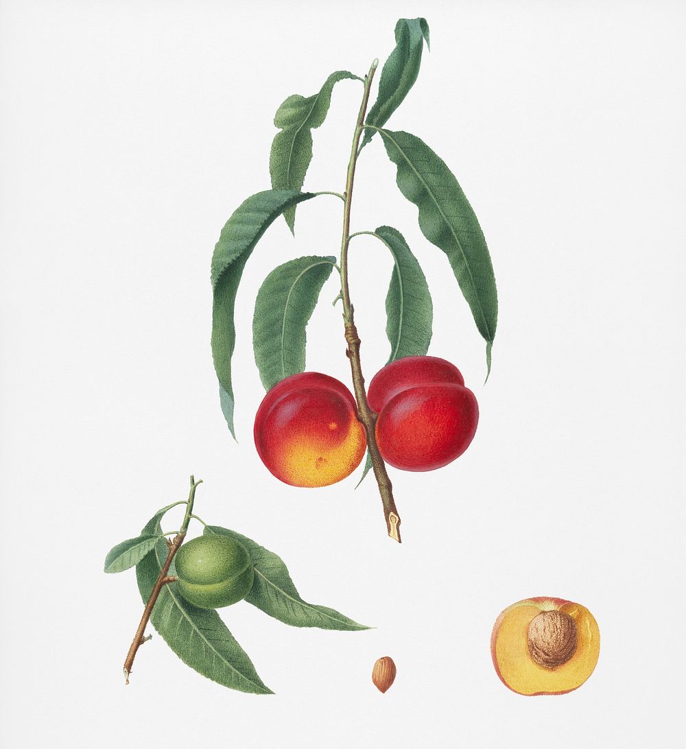Walnut peach (Persica) from Pomona Italiana (1817 - 1839) by Giorgio Gallesio (1772-1839). Original from New York public…