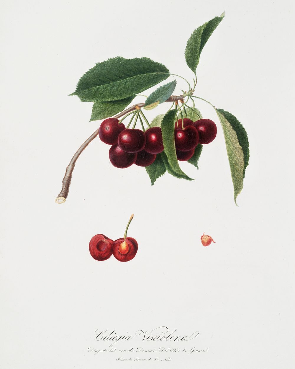 Cherry (Cerasus visciola) from Pomona Italiana (1817 - 1839) by Giorgio Gallesio (1772-1839). Original from The New York…