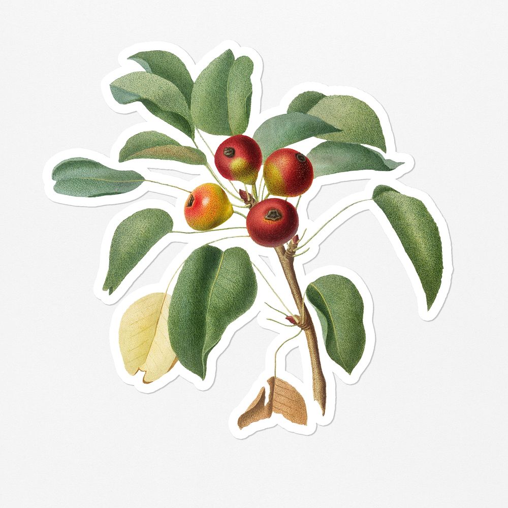 Hand drawn pear fruit sticker with a white border