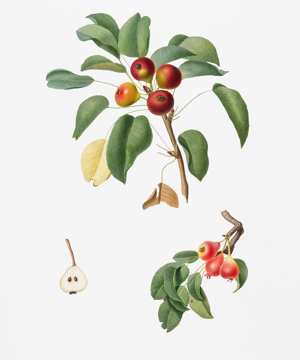 Musky pear (Pyrus sativa) from Pomona Italiana (1817 - 1839) by Giorgio Gallesio (1772-1839). Original from New York public…