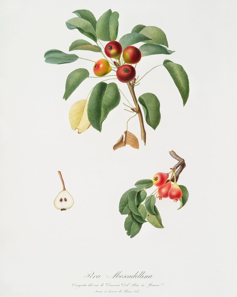 Musky pear (Pyrus sativa) from Pomona Italiana (1817 - 1839) by Giorgio Gallesio (1772-1839). Original from The New York…