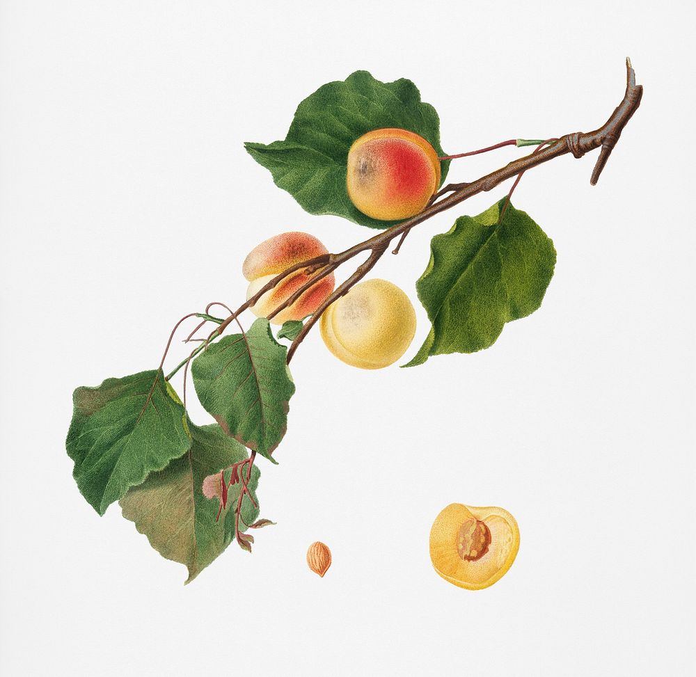Apricot (Armeniaca Alexandrina) from Pomona Italiana (1817 - 1839) by Giorgio Gallesio (1772-1839). Original from New York…