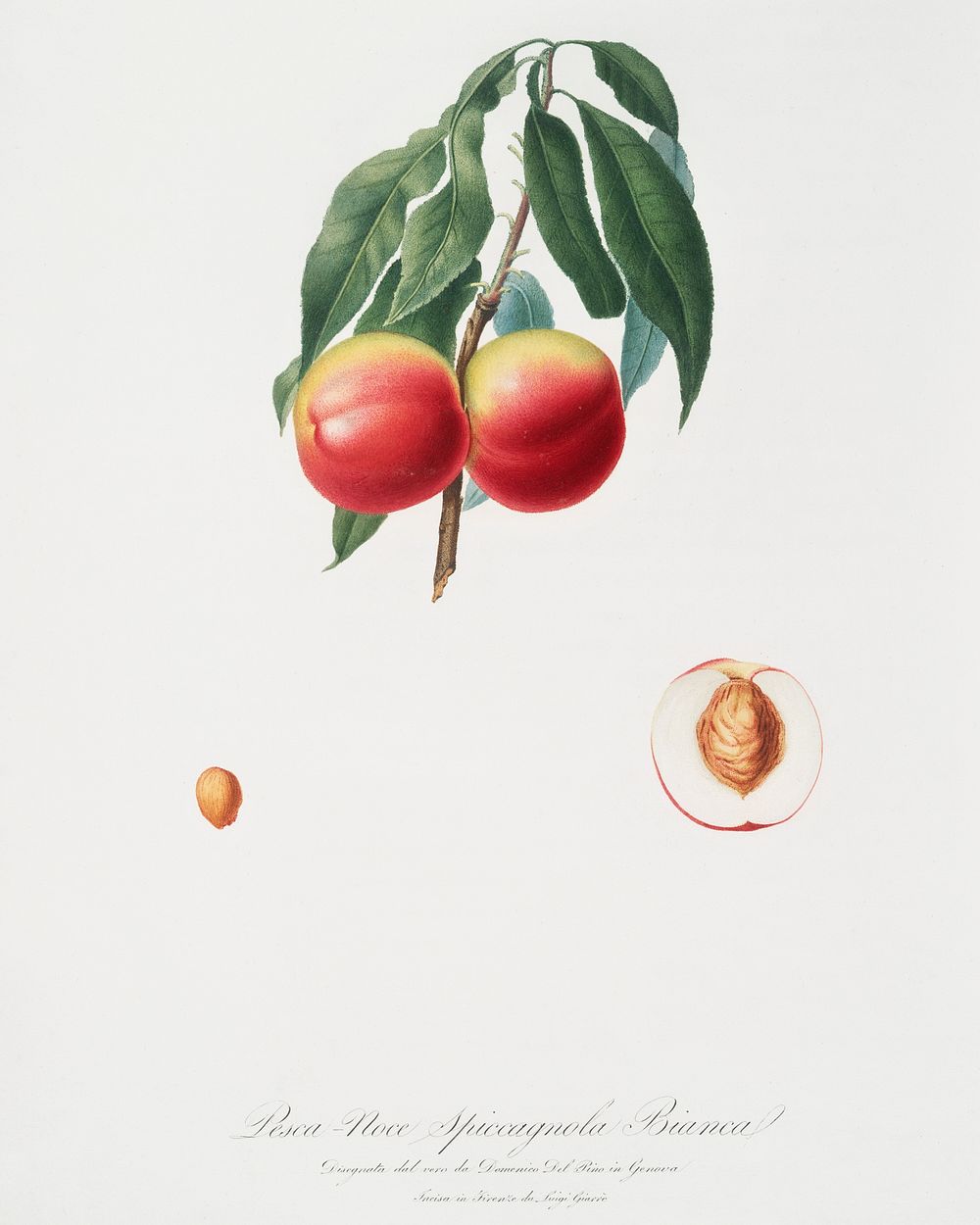 Peach (Persica psillidermis) from Pomona Italiana (1817 - 1839) by Giorgio Gallesio (1772-1839). Original from The New York…