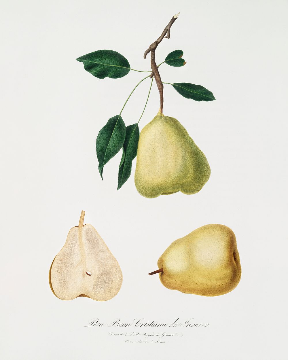 Pear (Pyrus communis) from Pomona Italiana (1817 - 1839) by Giorgio Gallesio (1772-1839). Original from The New York Public…