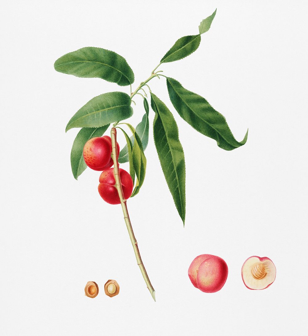 Apricot (Pesca Ciliegia) from Pomona Italiana (1817 - 1839) by Giorgio Gallesio (1772-1839). Original from New York public…