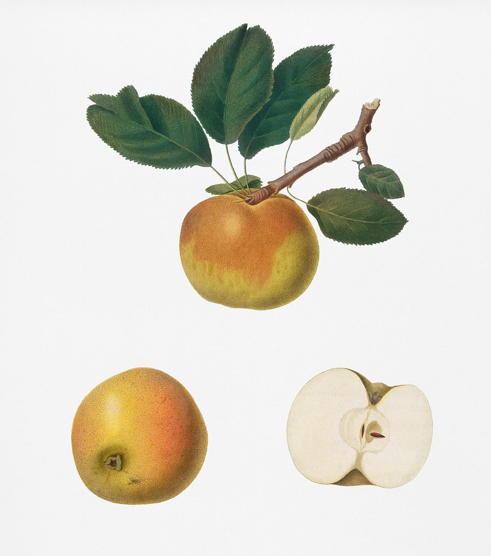 Apple (Malus carpendolo) from Pomona Italiana (1817 - 1839) by Giorgio Gallesio (1772-1839). Original from New York public…