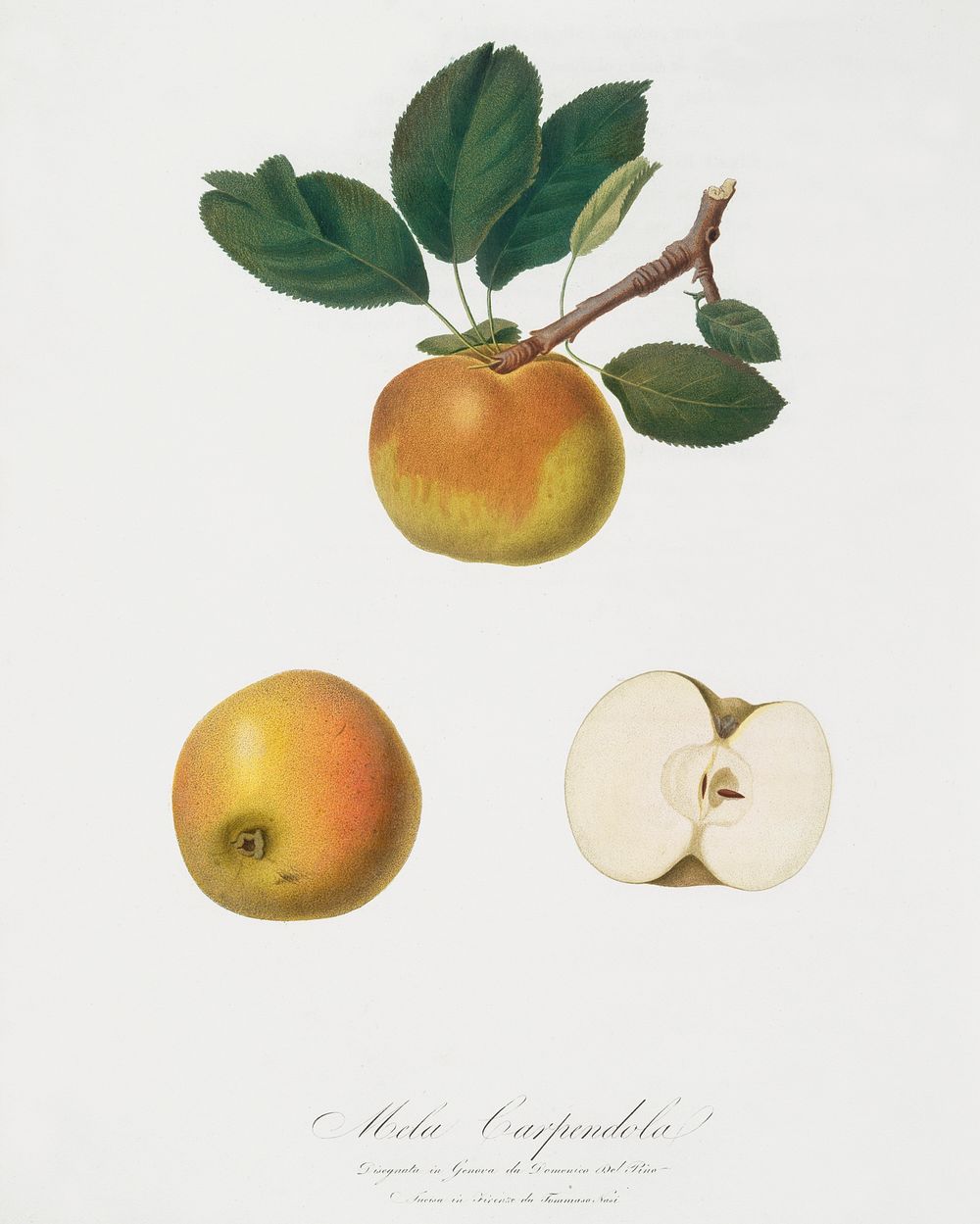 Apple (Malus carpendolo) from Pomona Italiana (1817 - 1839) by Giorgio Gallesio (1772-1839). Original from The New York…