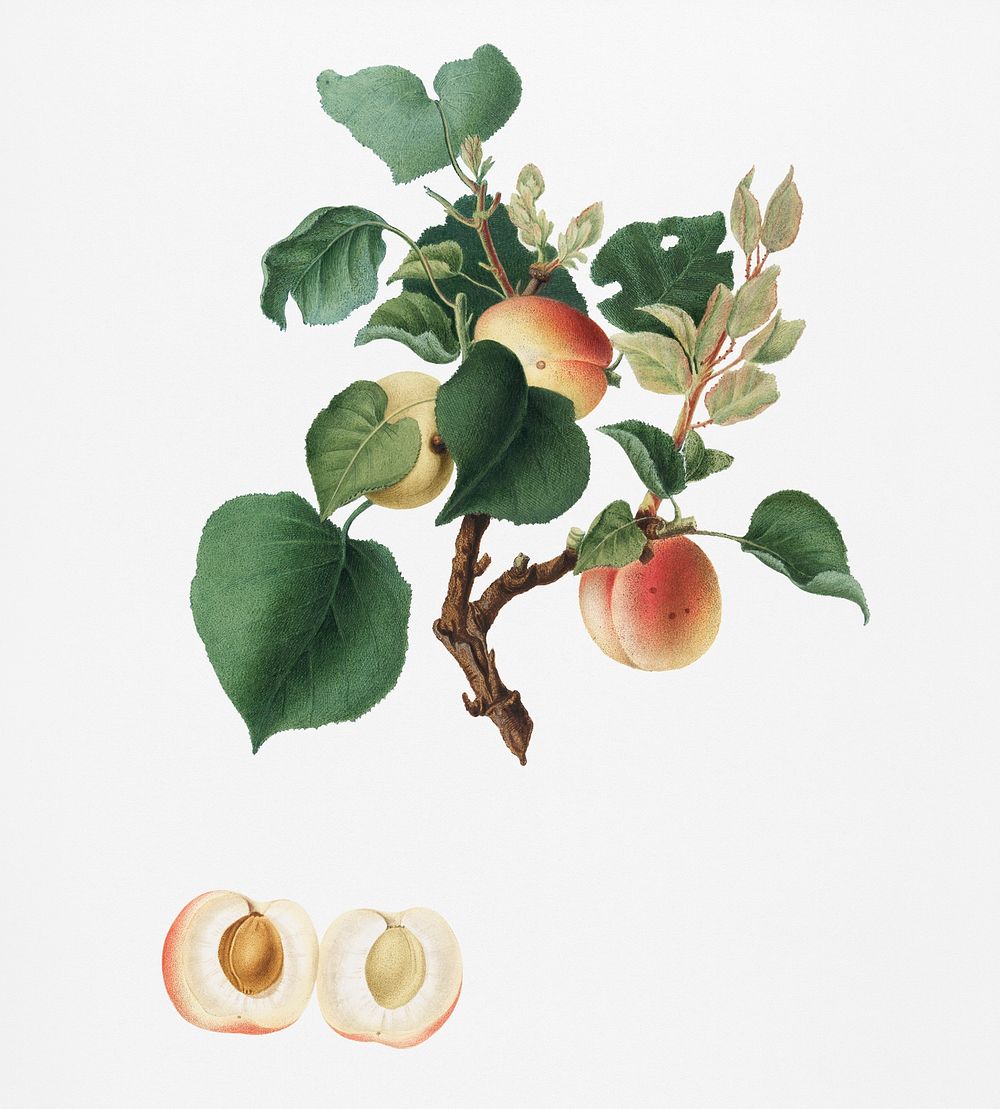 Apricot (Alessandrina seconda) from Pomona Italiana (1817 - 1839) by Giorgio Gallesio (1772-1839). Original from New York…