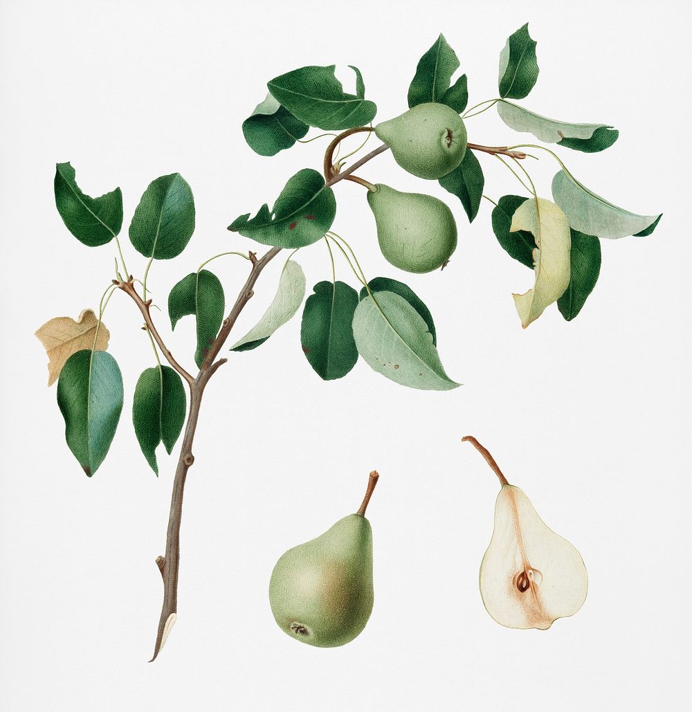 Pear (Pyrus mendax) from Pomona Italiana (1817 - 1839) by Giorgio Gallesio (1772-1839). Original from New York public…