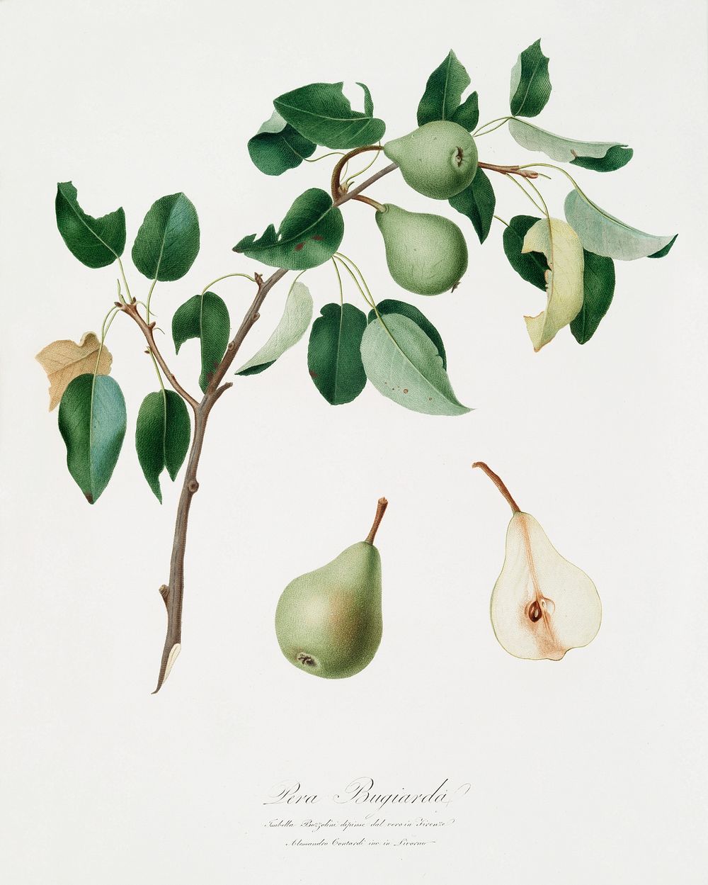 Pear (Pyrus mendax) from Pomona Italiana (1817 - 1839) by Giorgio Gallesio (1772-1839). Original from The New York Public…