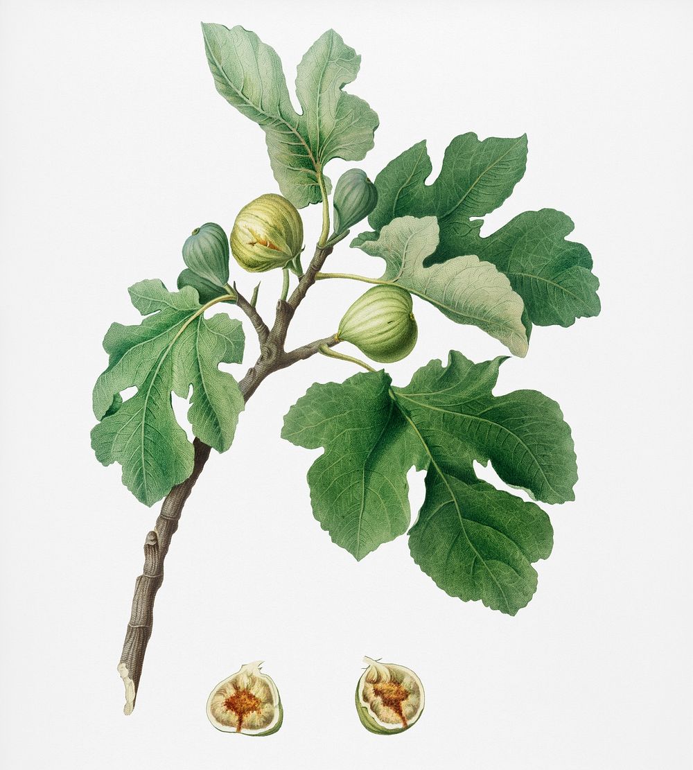 Fig (Ficus carica) from Pomona Italiana (1817 - 1839) by Giorgio Gallesio (1772-1839). Original from New York public…