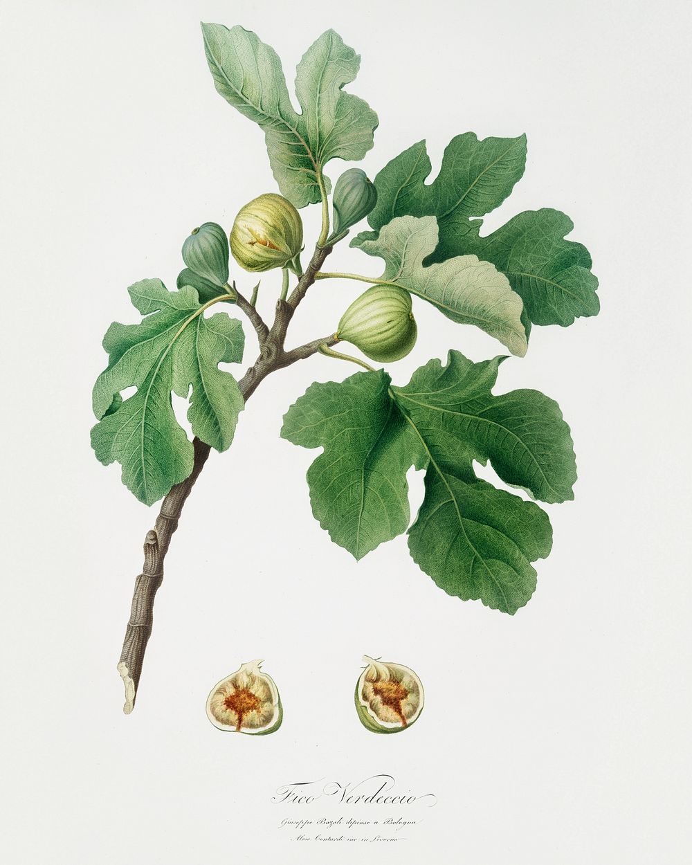 Fig (Ficus carica) from Pomona Italiana (1817 - 1839) by Giorgio Gallesio (1772-1839). Original from The New York Public…