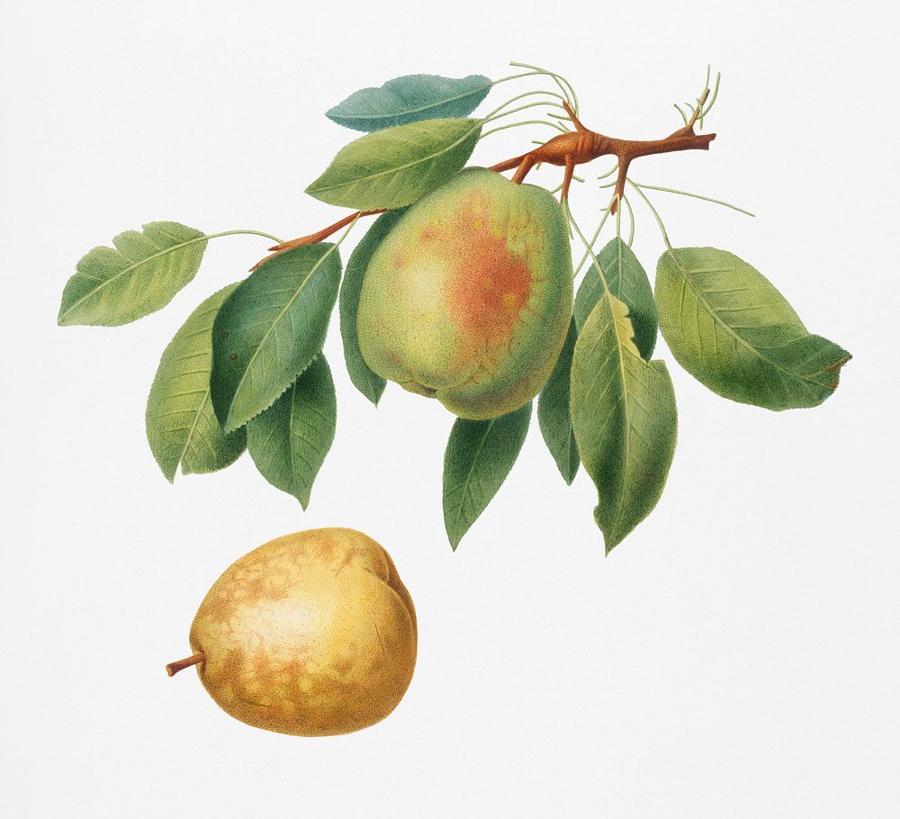 Pear (Pyrus butyra) from Pomona Italiana (1817 - 1839) by Giorgio Gallesio (1772-1839). Original from New York public…