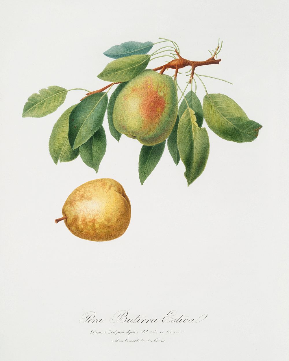 Pear (Pyrus butyra) from Pomona Italiana (1817 - 1839) by Giorgio Gallesio (1772-1839). Original from The New York Public…