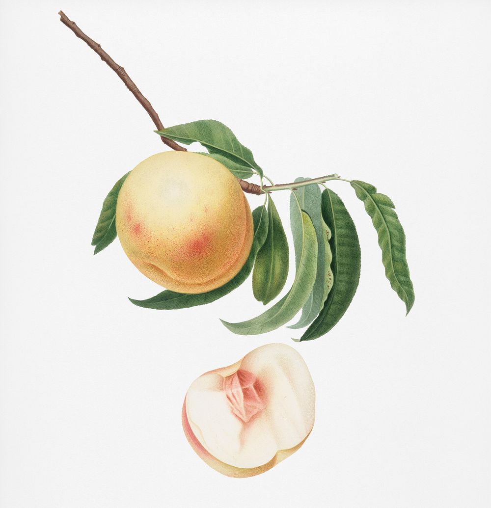 Duracina peach (Persivca Iulodermis) from Pomona Italiana (1817 - 1839) by Giorgio Gallesio (1772-1839). Original from New…