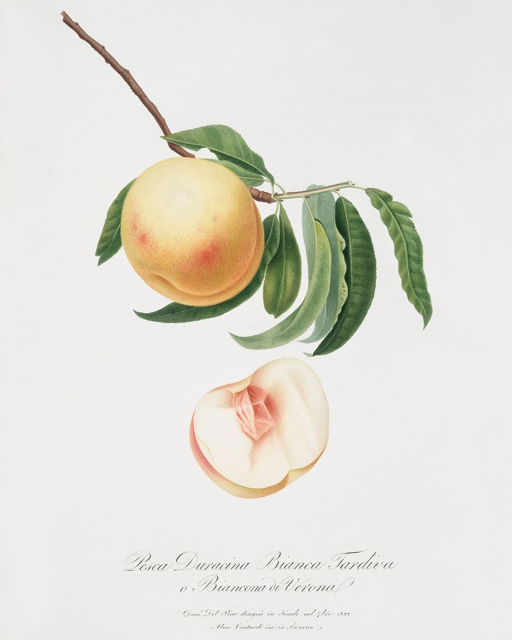 Duracina peach (Persivca Iulodermis) from Pomona Italiana (1817 - 1839) by Giorgio Gallesio (1772-1839). Original from The…