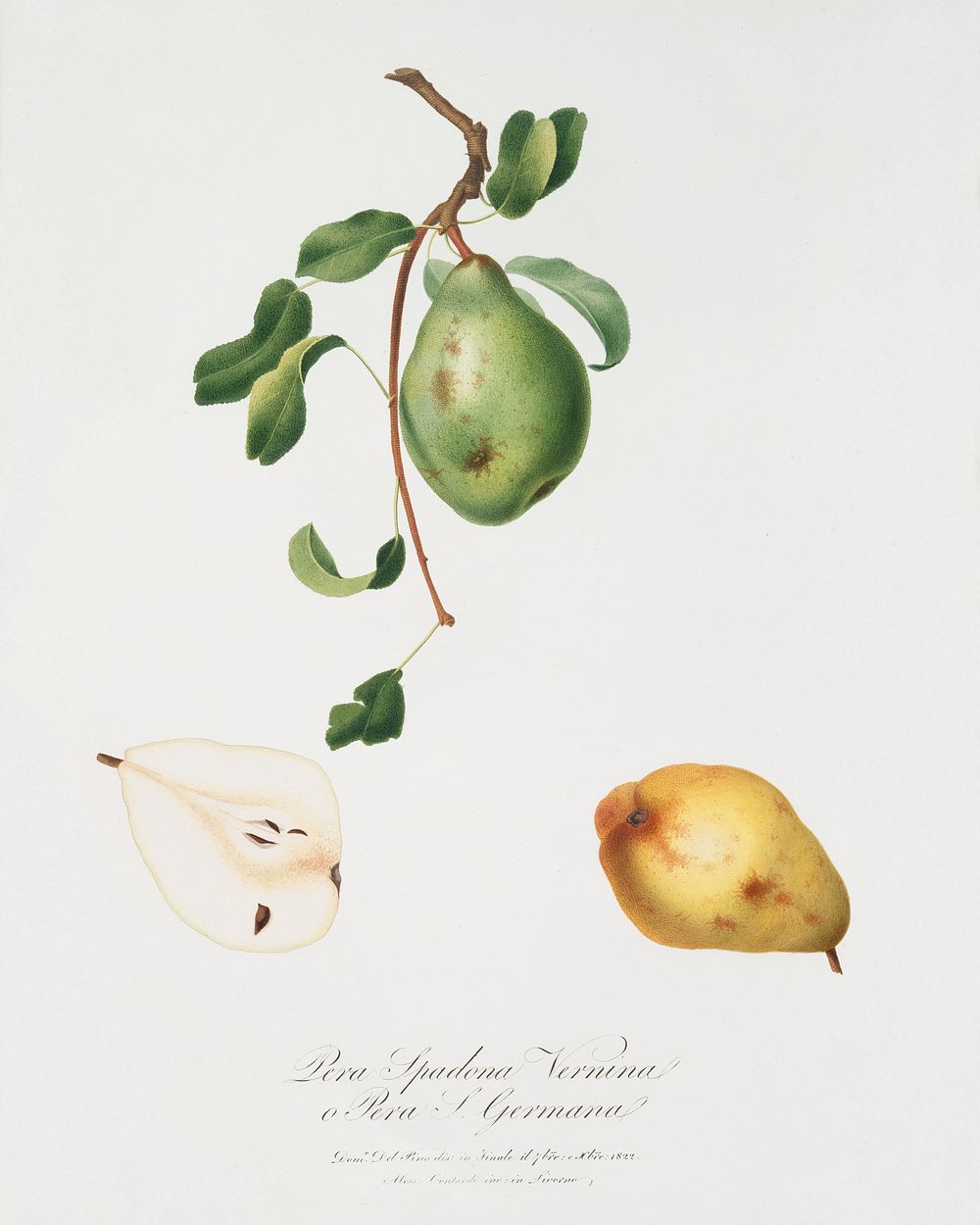 Pear (Pyrus spadonnia) from Pomona Italiana (1817 - 1839) by Giorgio Gallesio (1772-1839). Original from The New York Public…