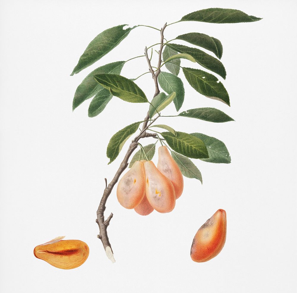 Plum (Prunus ligustica) from Pomona Italiana (1817 - 1839) by Giorgio Gallesio (1772-1839). Original from New York public…