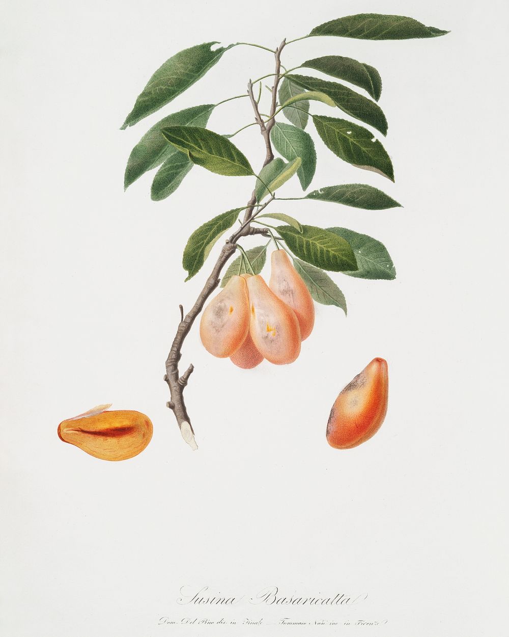 Plum (Prunus ligustica) from Pomona Italiana (1817 - 1839) by Giorgio Gallesio (1772-1839). Original from The New York…