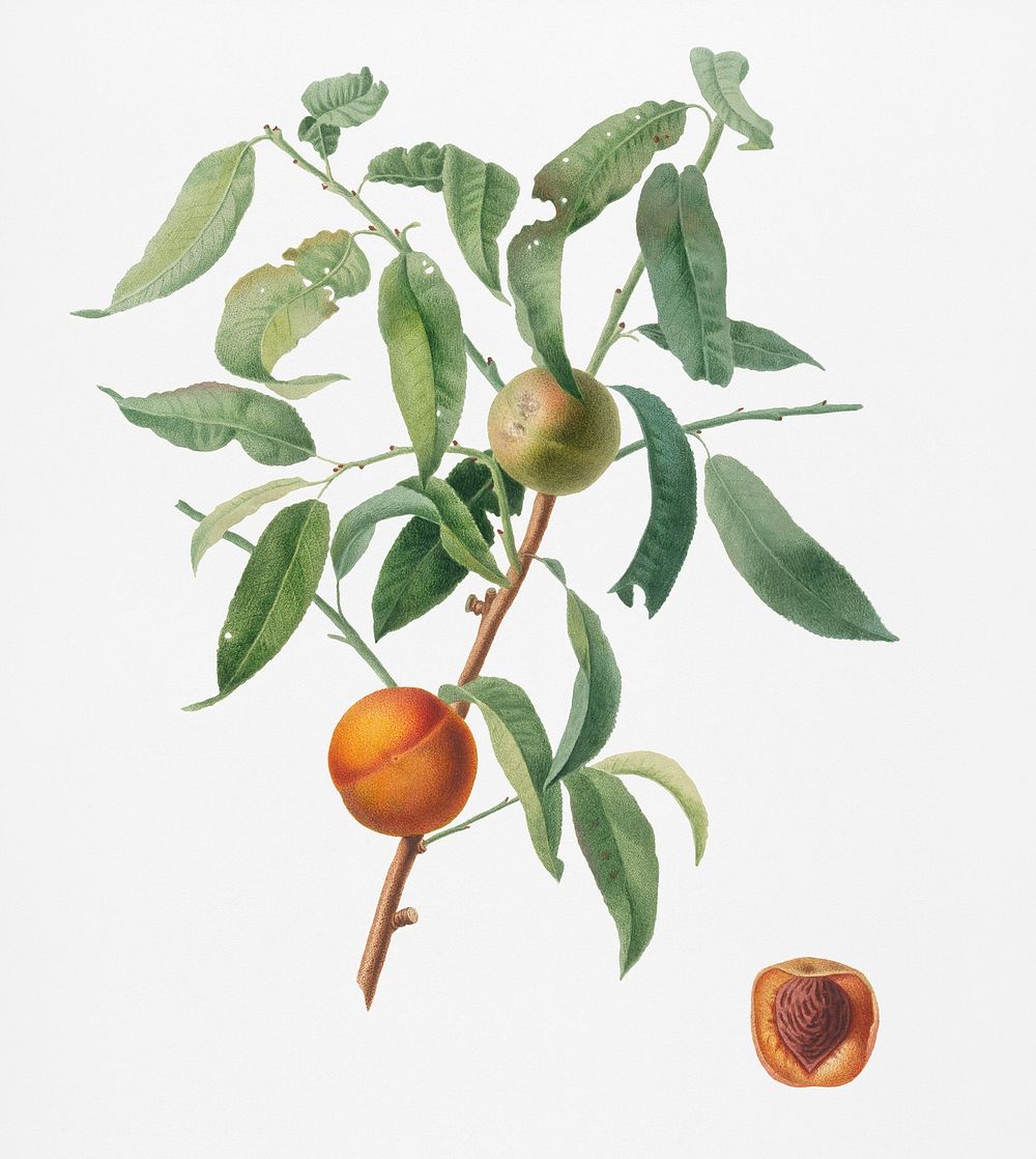 Peach (Amygdalus persica iulodermis) from Pomona Italiana (1817 - 1839) by Giorgio Gallesio (1772-1839). Original from New…