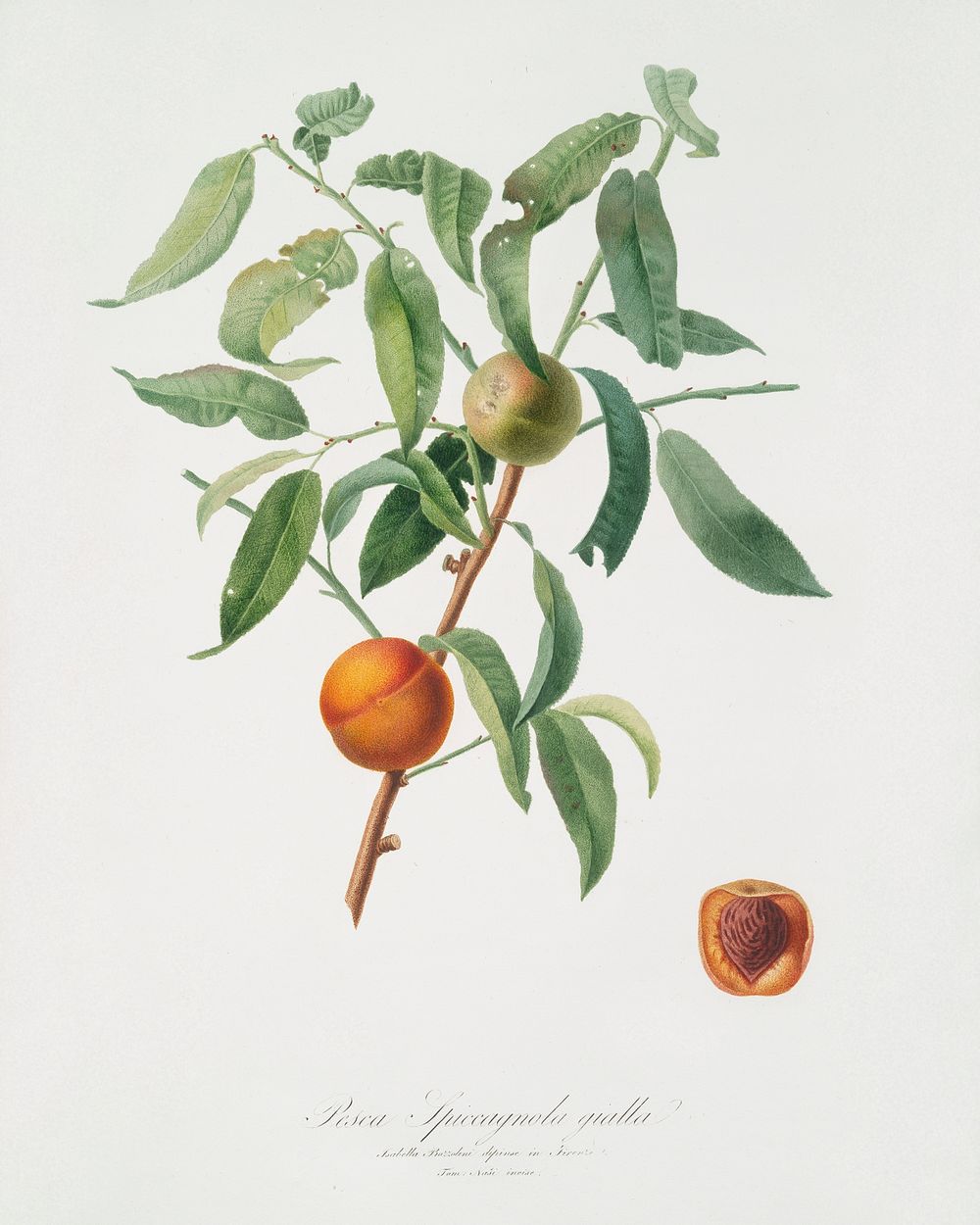 Peach (Amygdalus persica iulodermis) from Pomona Italiana (1817 - 1839) by Giorgio Gallesio (1772-1839). Original from The…