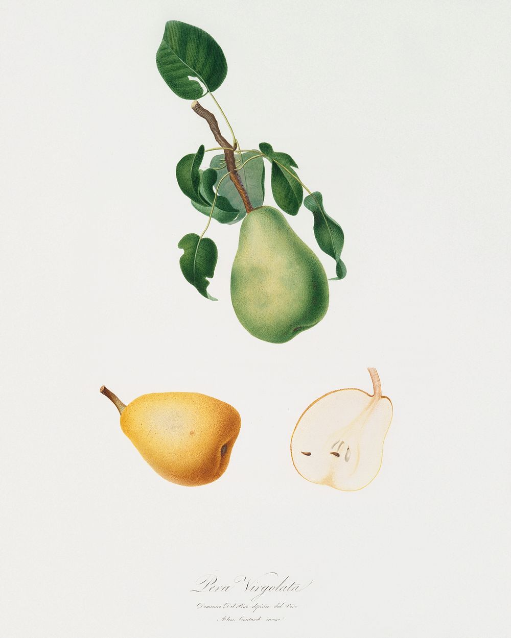 Winter citron (Pyrus virgolata) from Pomona Italiana (1817 - 1839) by Giorgio Gallesio (1772-1839). Original from The New…